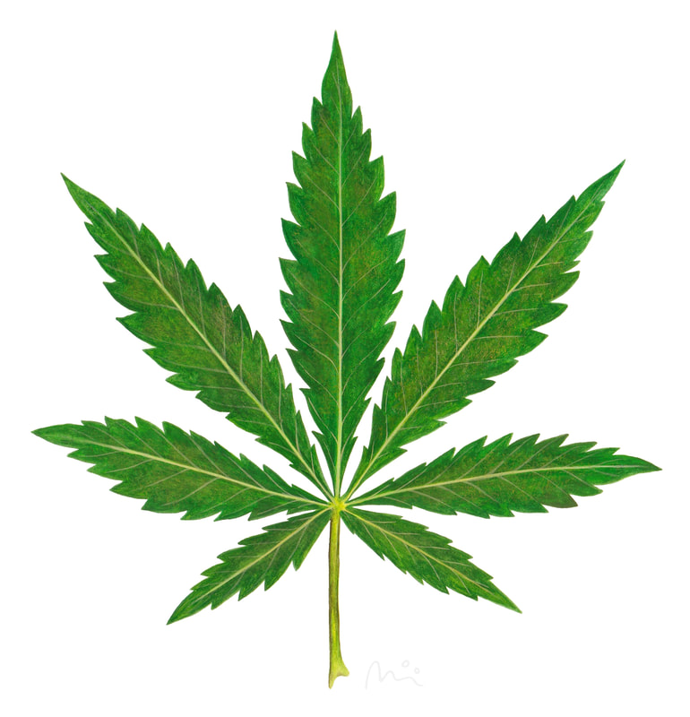 Realistic painting of a cannabis leaf print