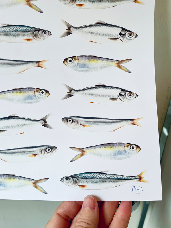 Sardine fish on wrapping paper